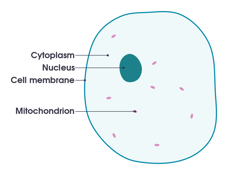 simple animal cell