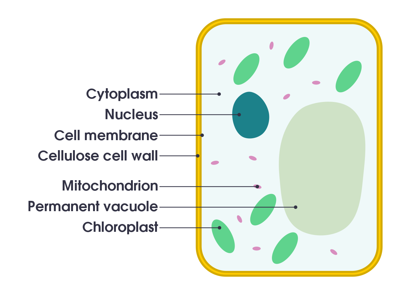 Simple plant cell