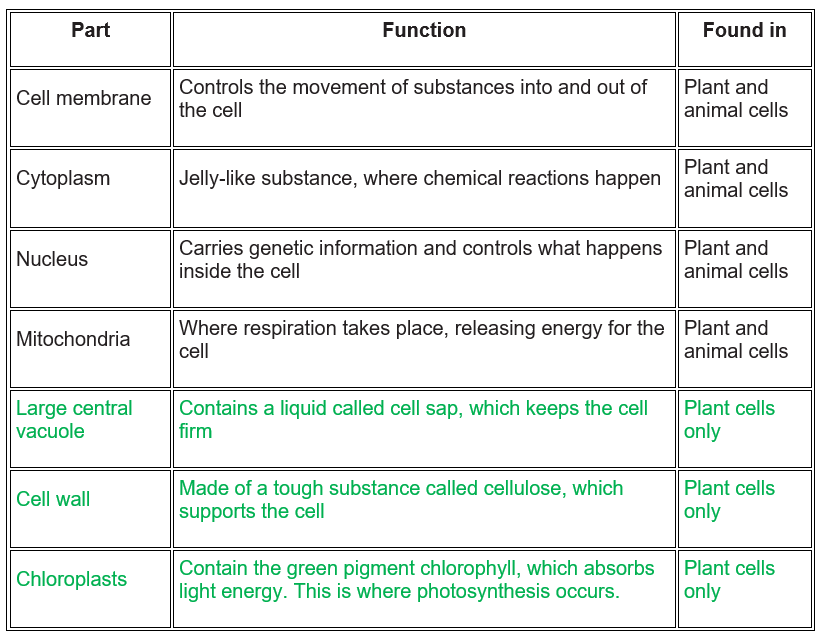 Table of differences between plant and animal cells