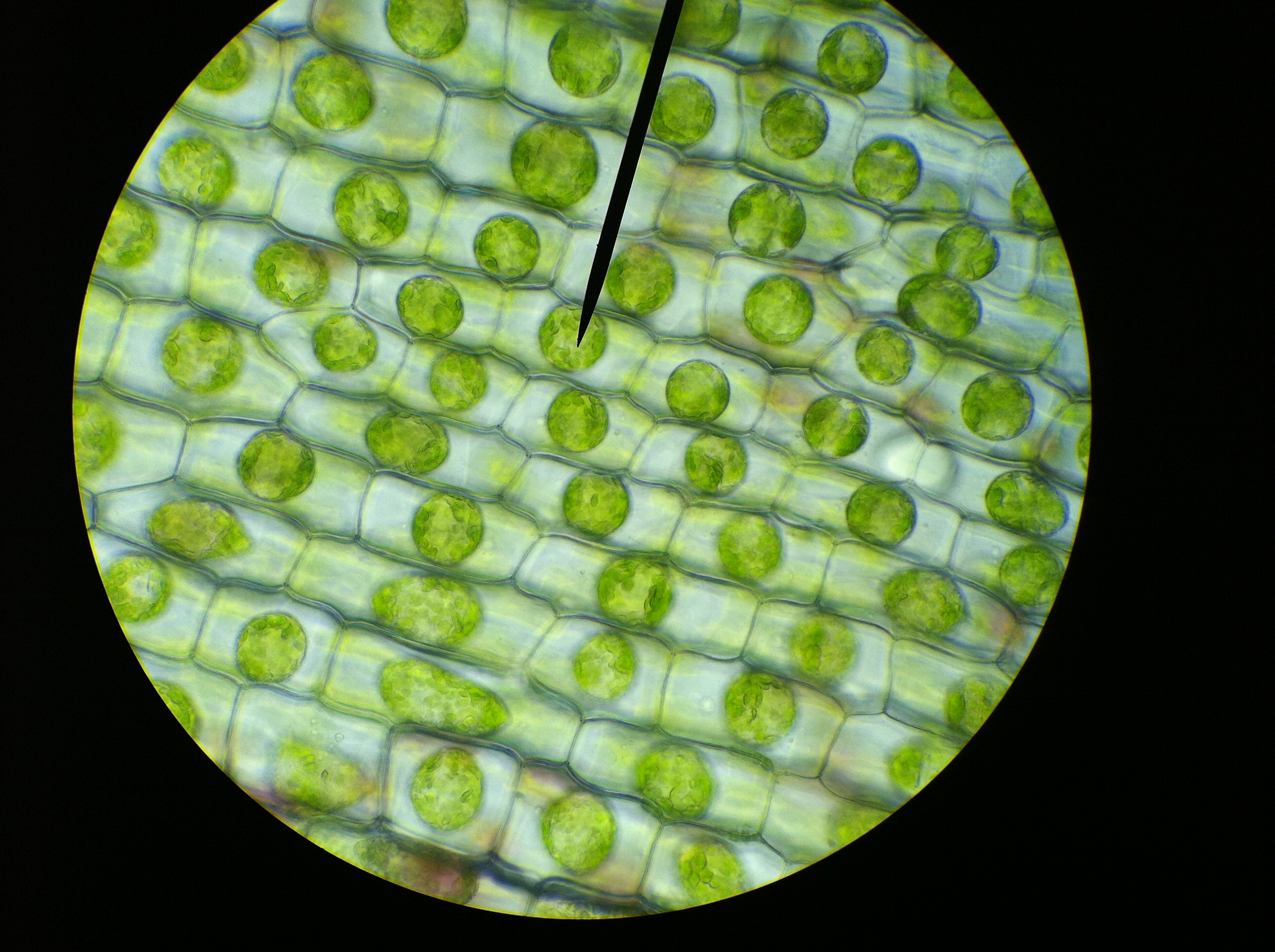 Plant cells under a microscope