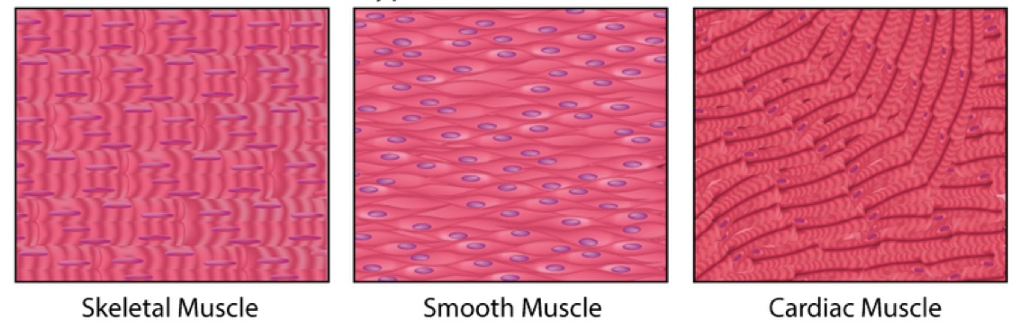 Different types of muscle tissue