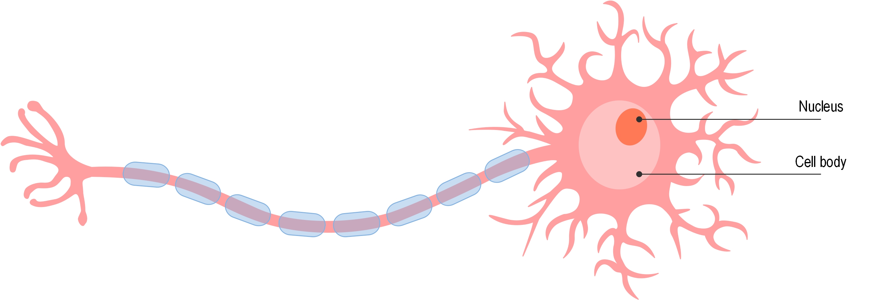 neuron cell