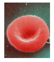 Red blood cell