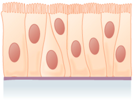 epithelium cell