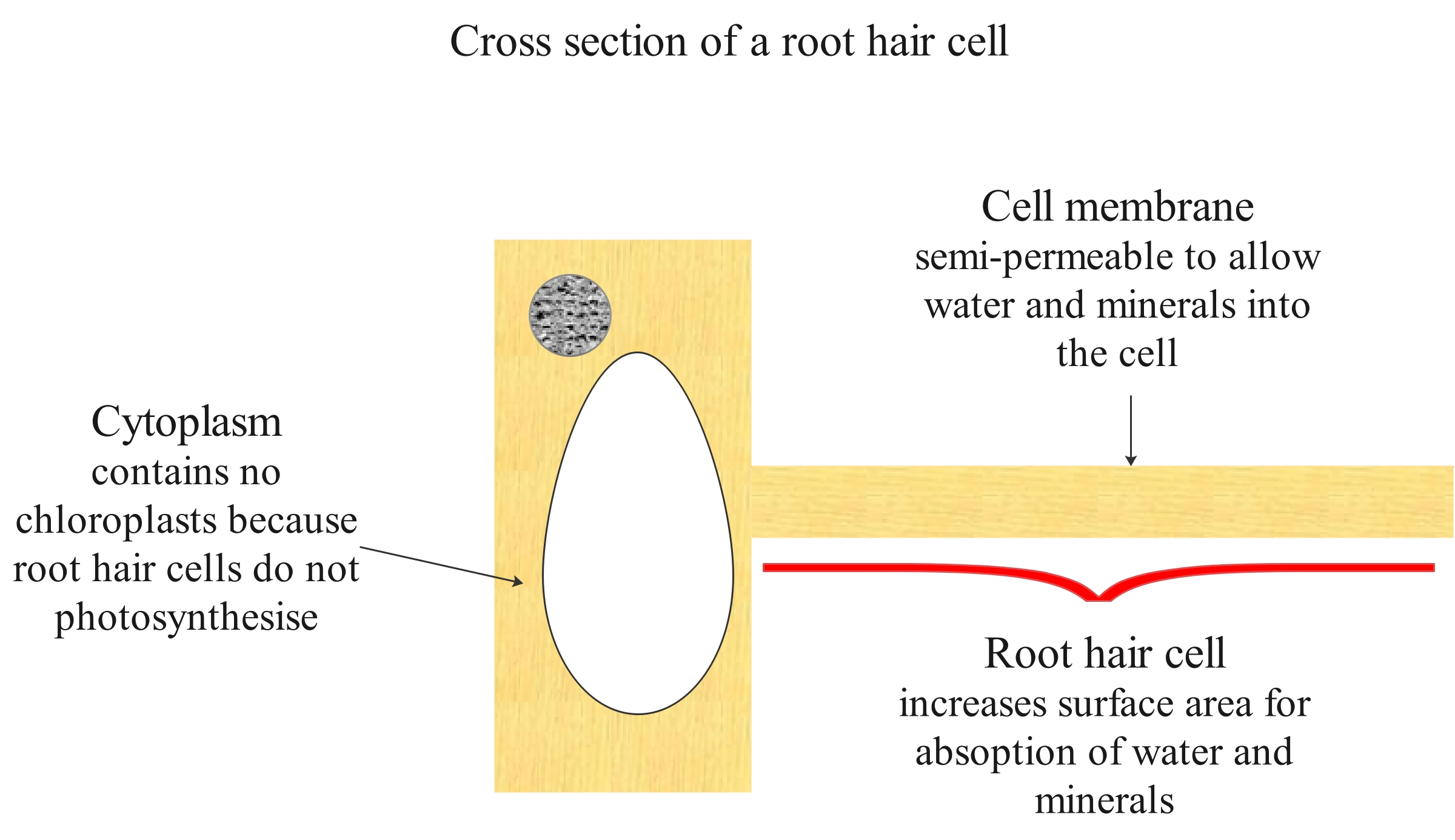 root hair cell