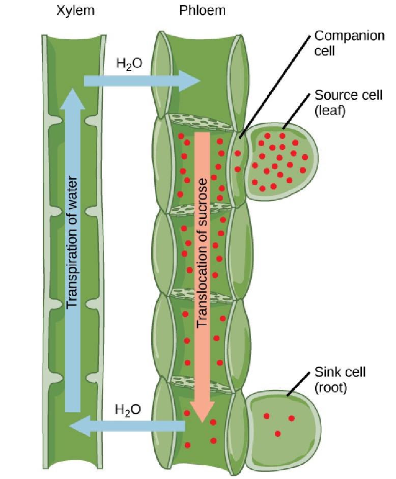 xylem and phloem