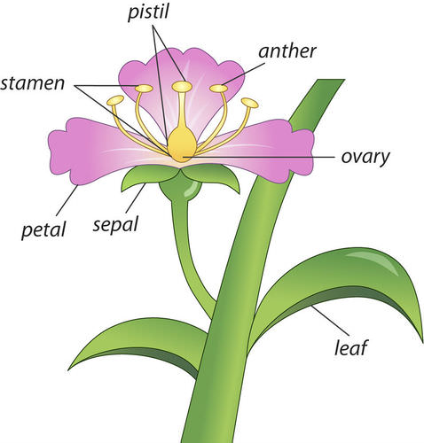 Flower labelled