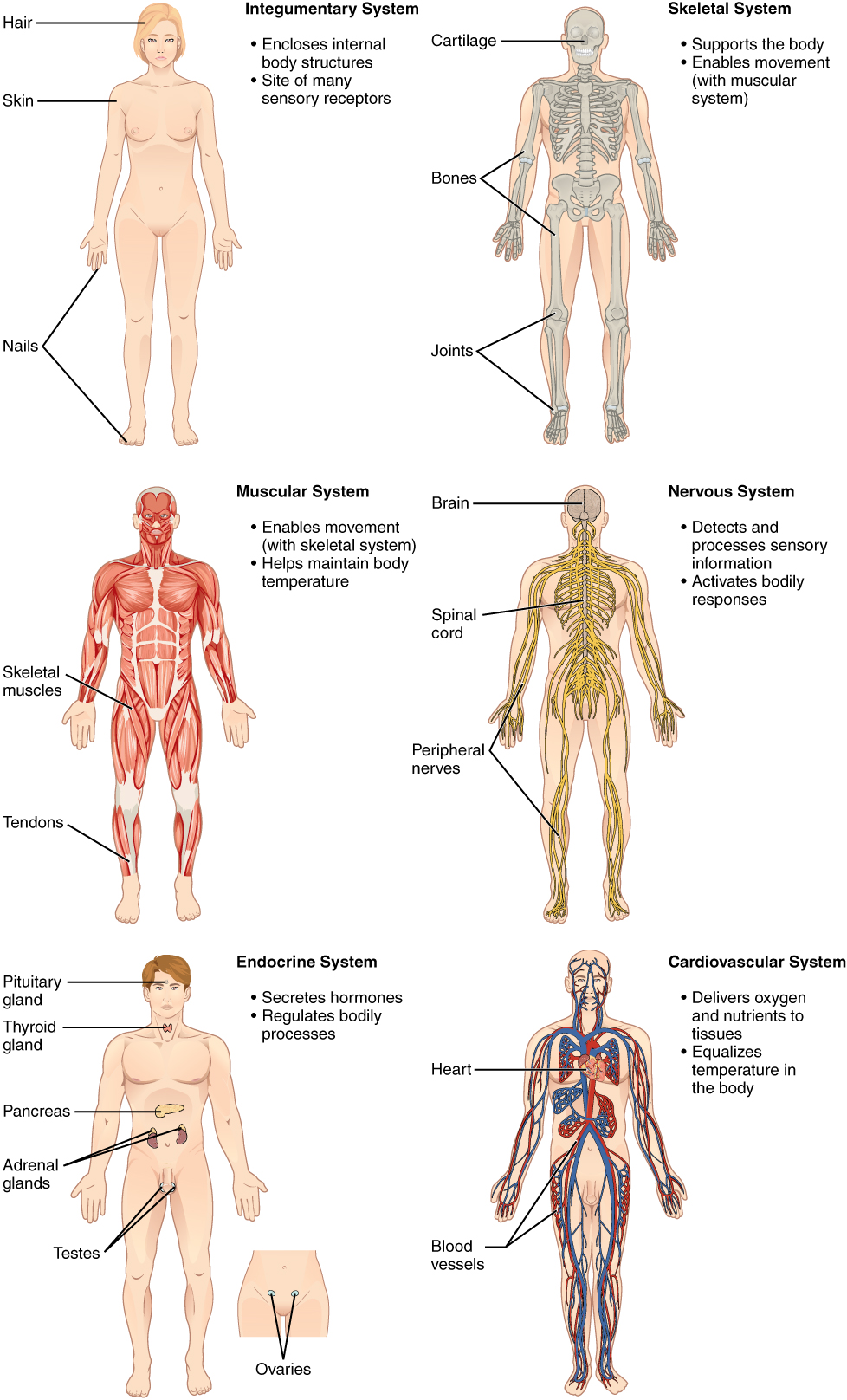 Human organ systems