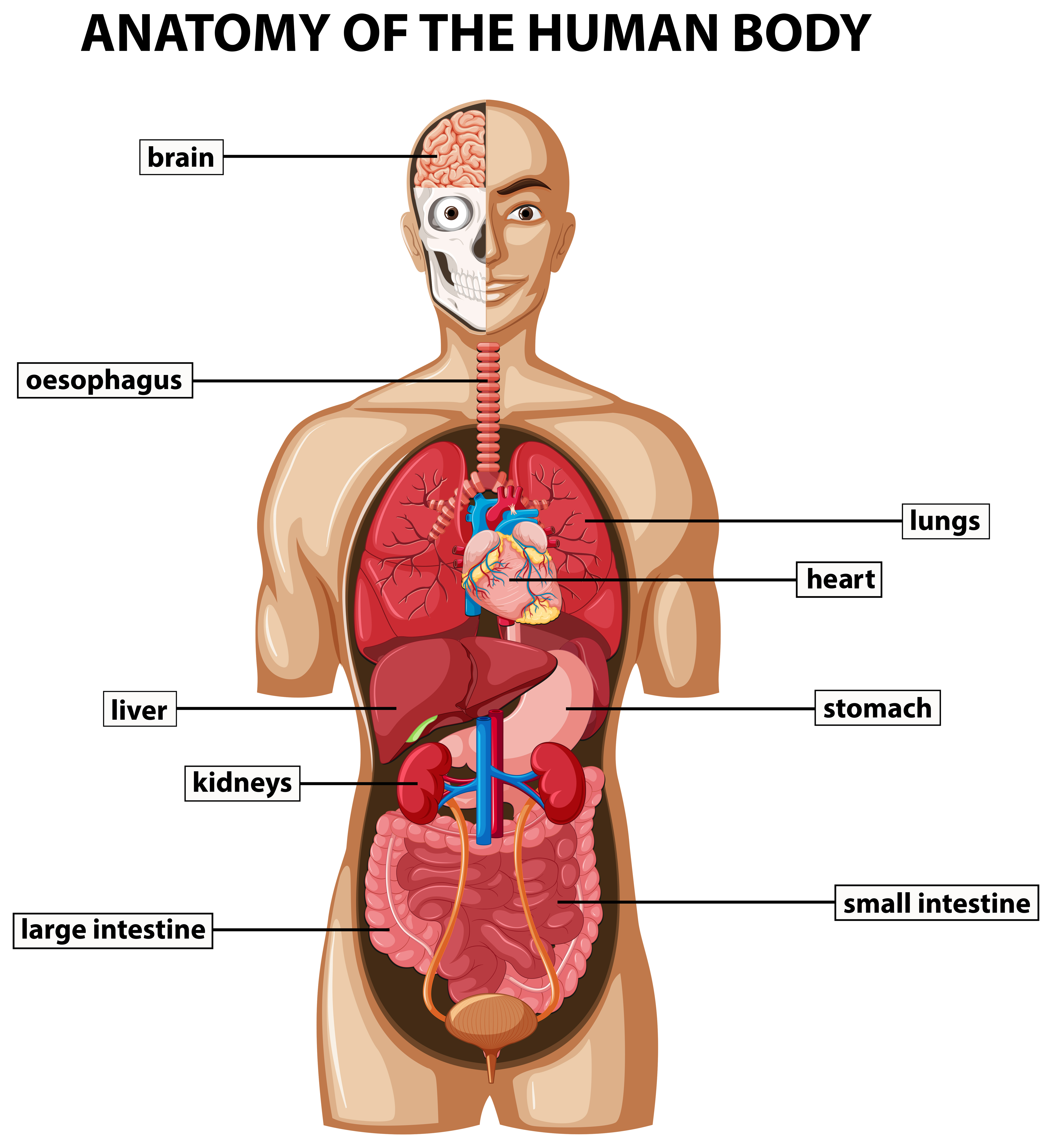 Huam organs