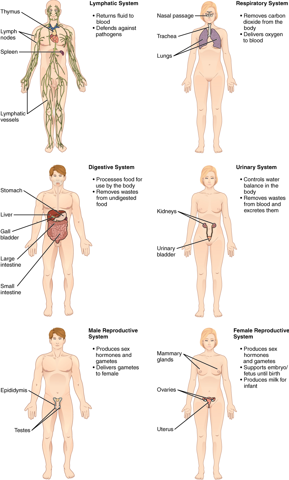 Human organ systems