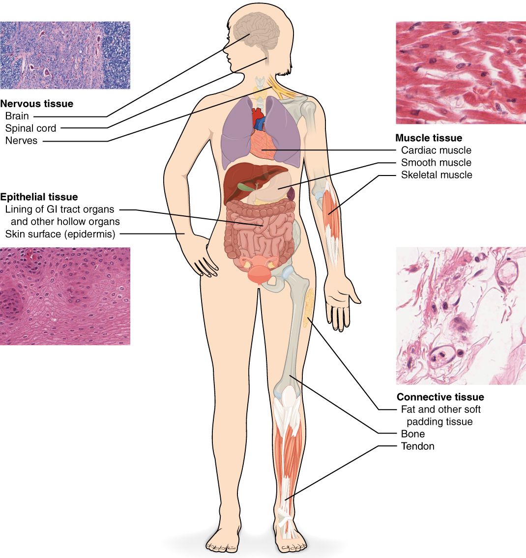 Human tissue