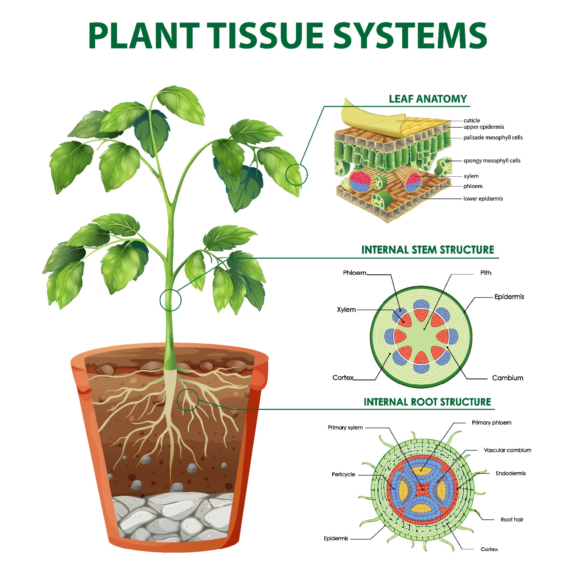 Plant tissue