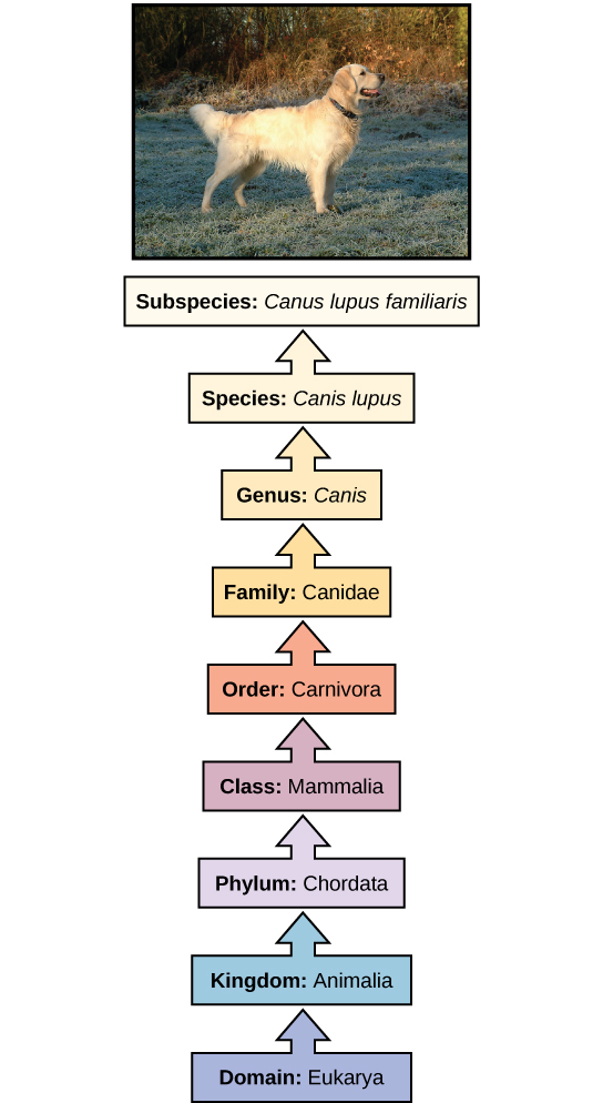 dog classification