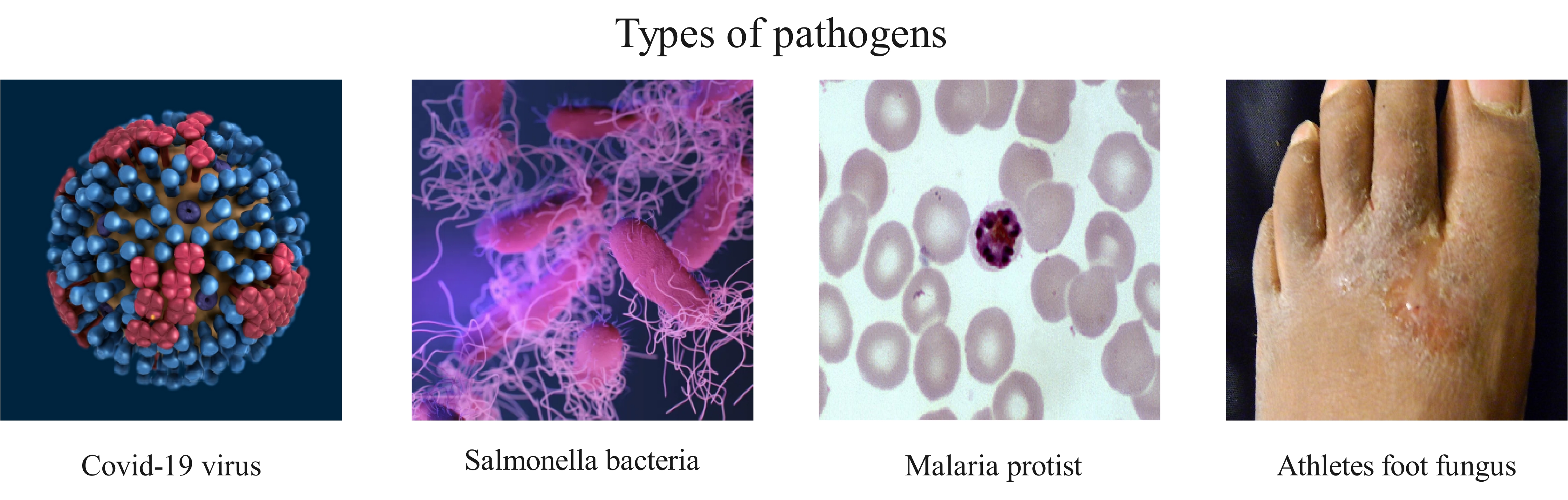 types of pathogens