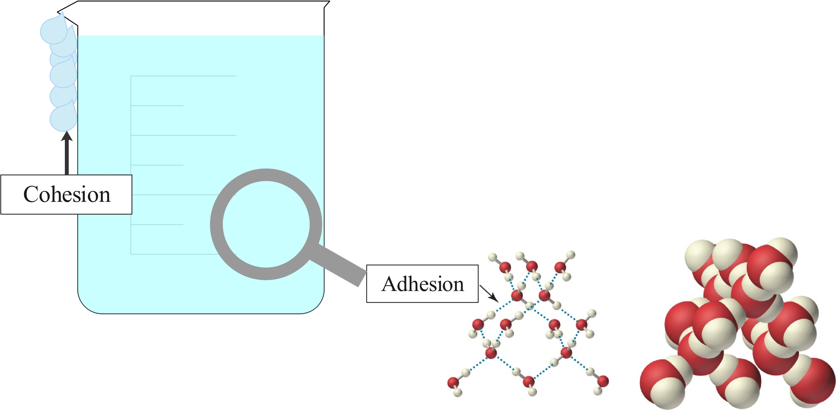 Cohesion and adhesion in water