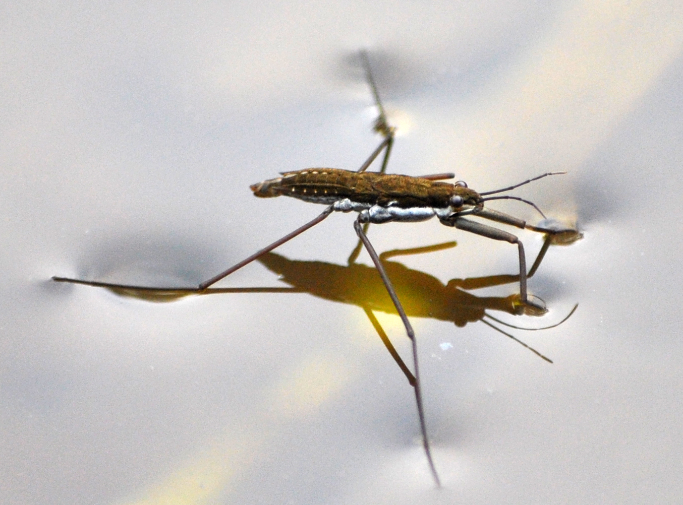 Water strider