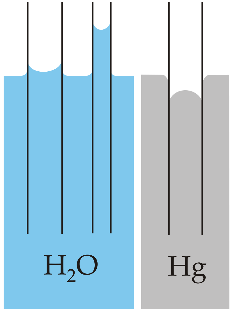 Capillary action water and mercury