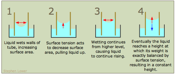 capillary action and meniscus formation