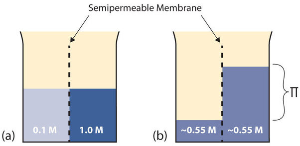 Semi permeable membrane