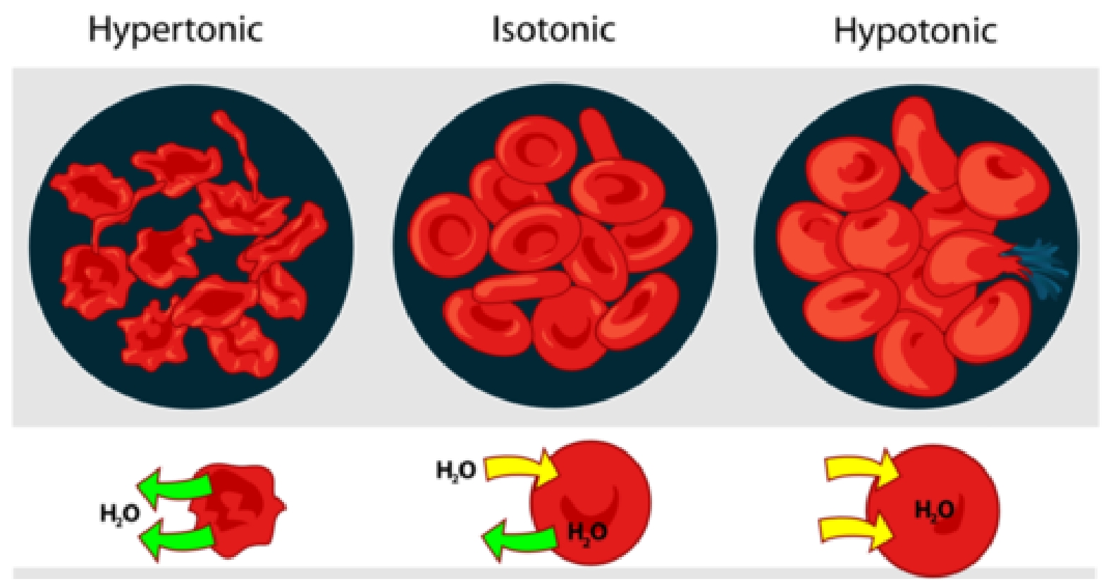 Animal cells and osmosis