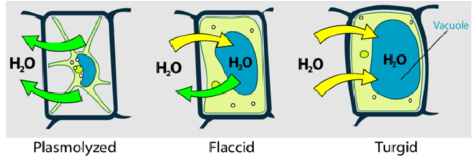 plant cells and osmosis