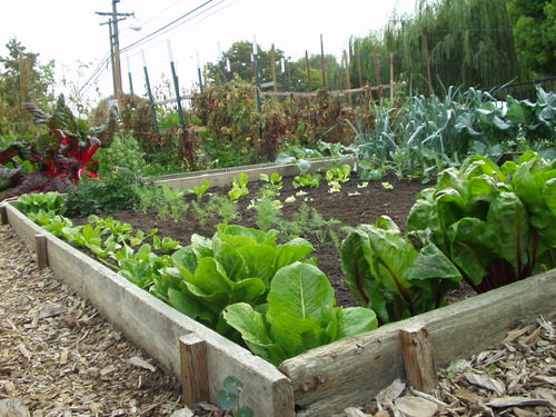 Vegetable patch