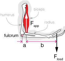 biceps lever